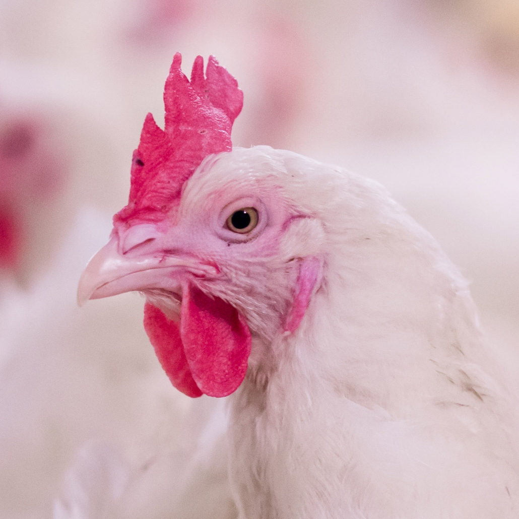 Poultry Proveta Nutrition Ltd.